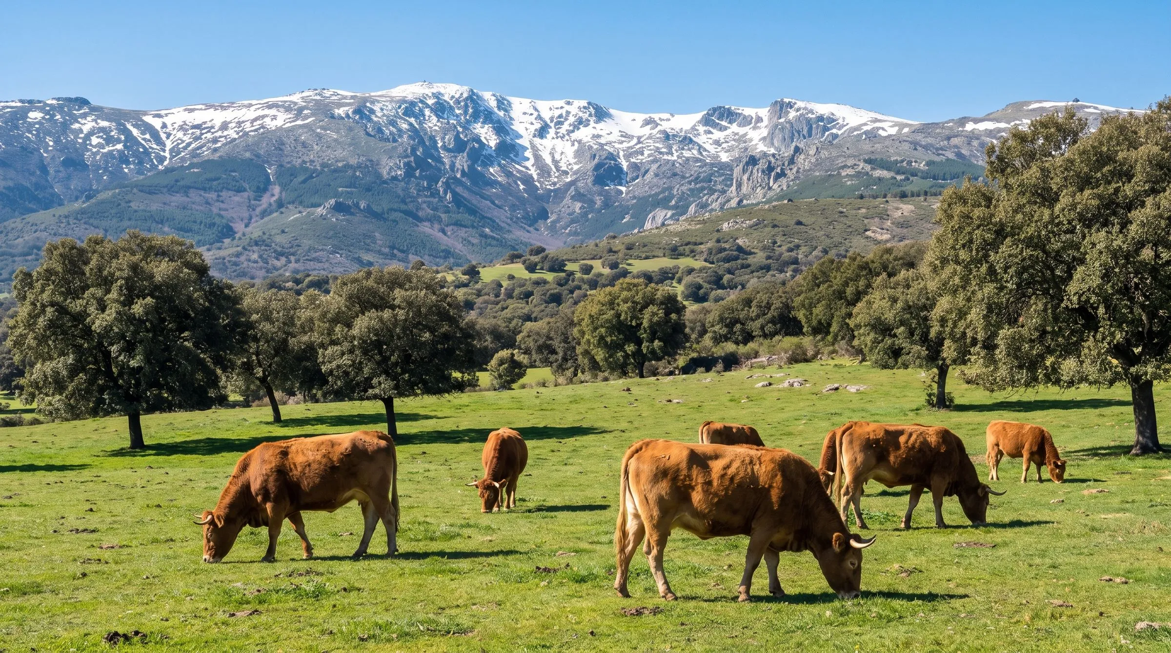 Vacas pastando en la Sierra de Guadarrama